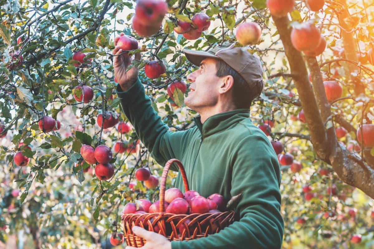 Senior man picking apples from a tree