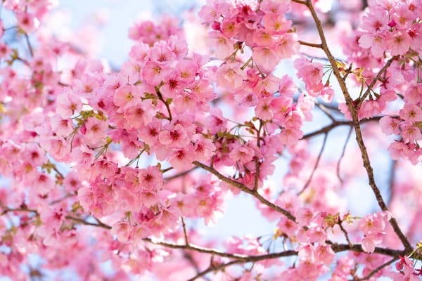 A cherry blossom tree on a beautiful, sunny day